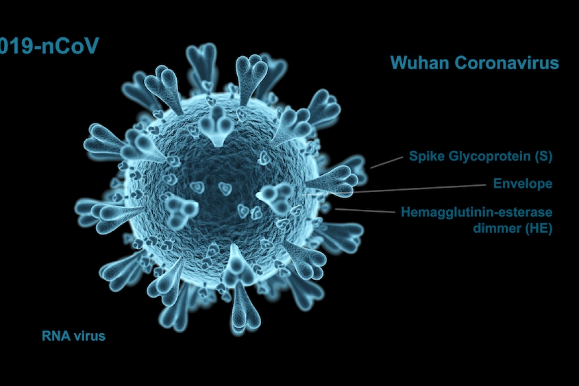 Nuova epidemia da coronavirus ed animali da compagnia: possiamo stare tranquilli?